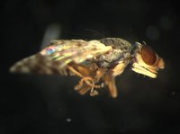 藏品(長鞘寬頭果實蠅)的圖片